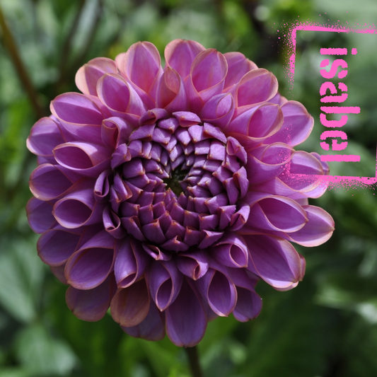 isabel dahlia tuber  - the wildstyler nz