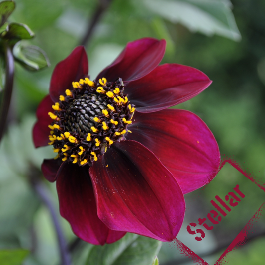 stellar dahlia tuber - the wildstyler nz