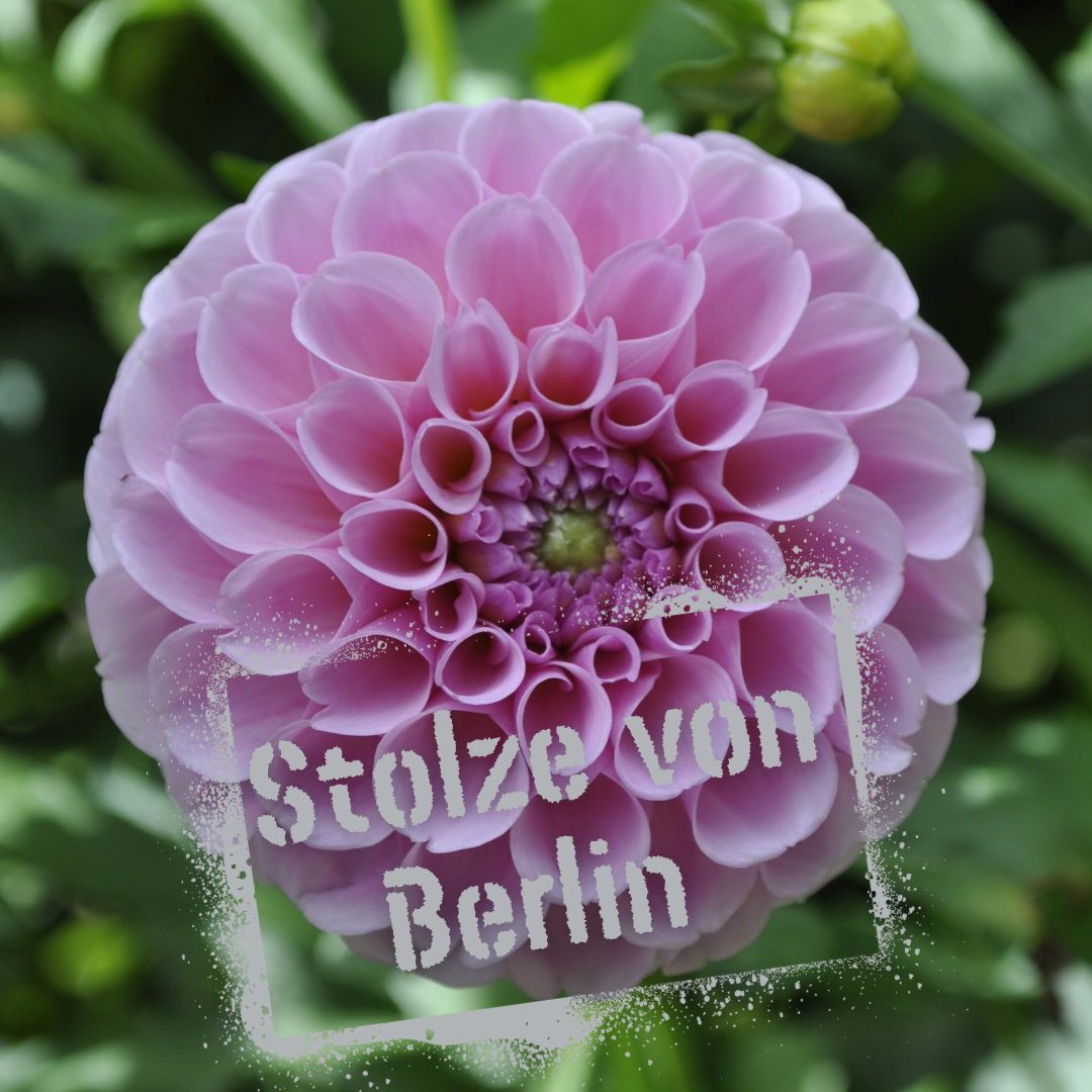 Stolze von Berlin dahlia tuber - The Wildstyler