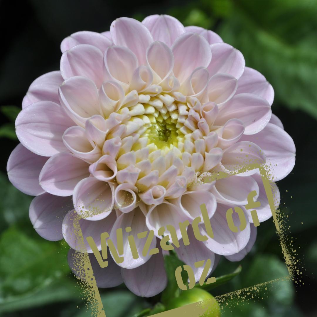 Wizard of Oz dahlia tuber - the wildstyler nz