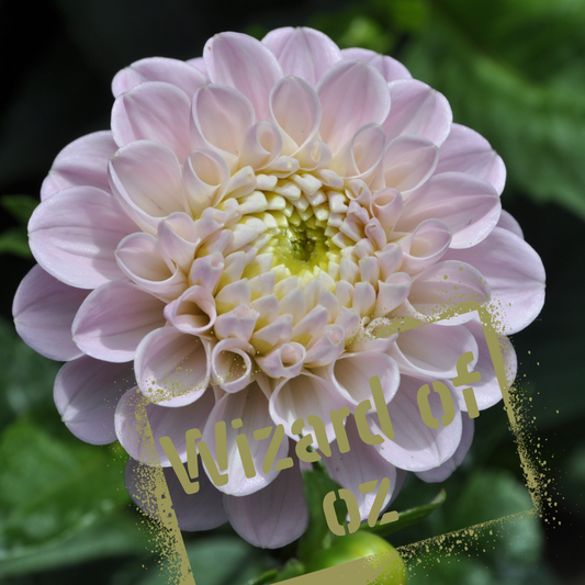 Wizard of Oz dahlia tuber - the wildstyler nz