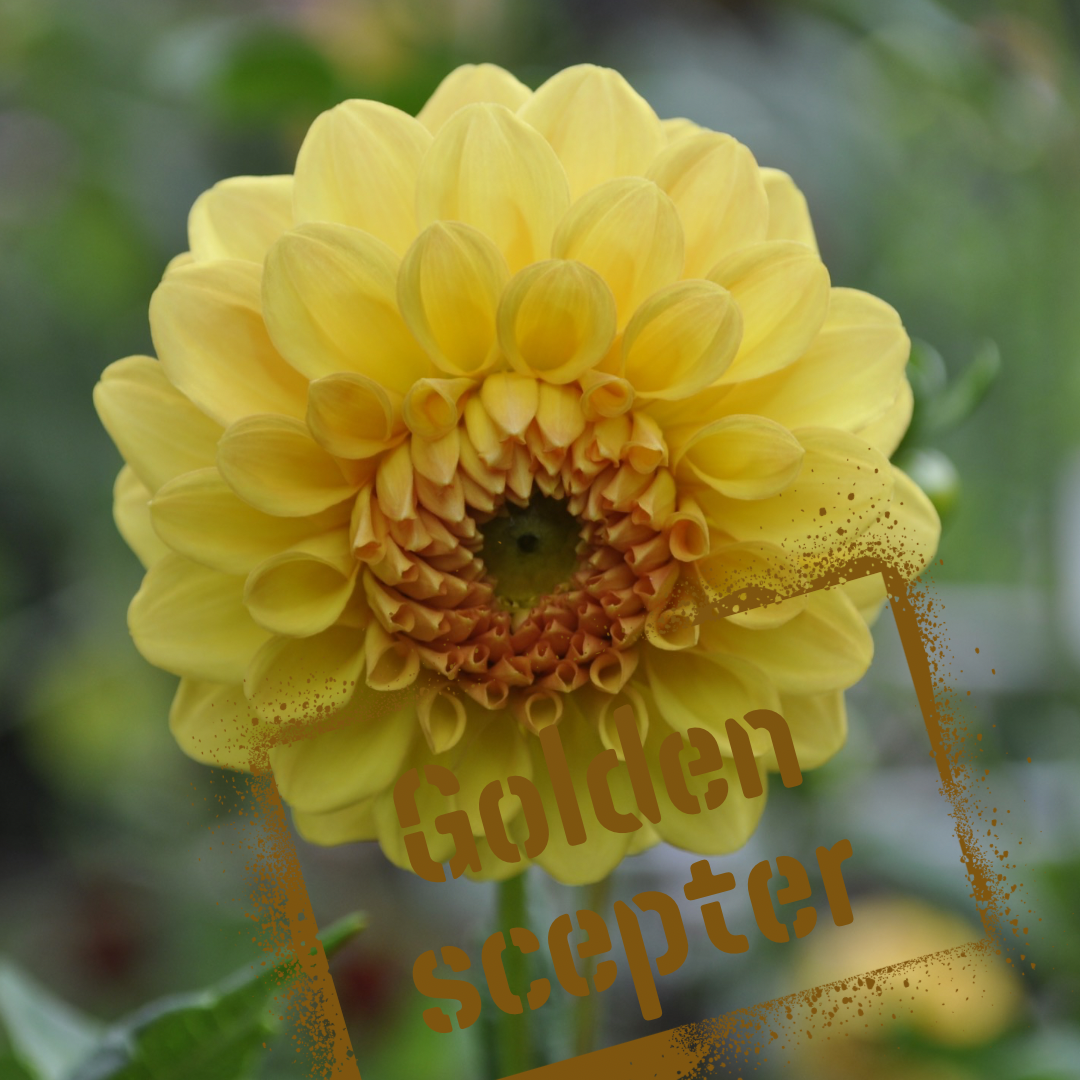 Golden Scepter dahlia tubers - the wildstyler nz