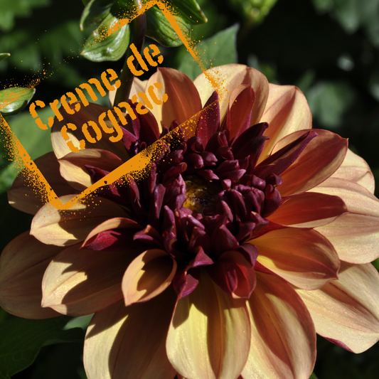 creme de cognac dahlia tuber - the wildstyler nz