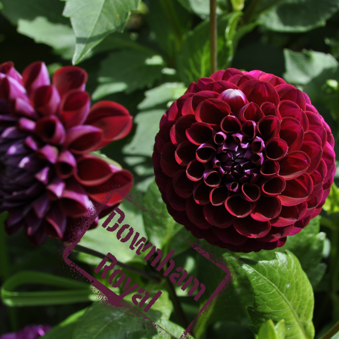 downham royal dahlia tuber - the wildstyler nz