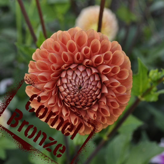 cornel bronze dahlia tuber - the wildstyler nz