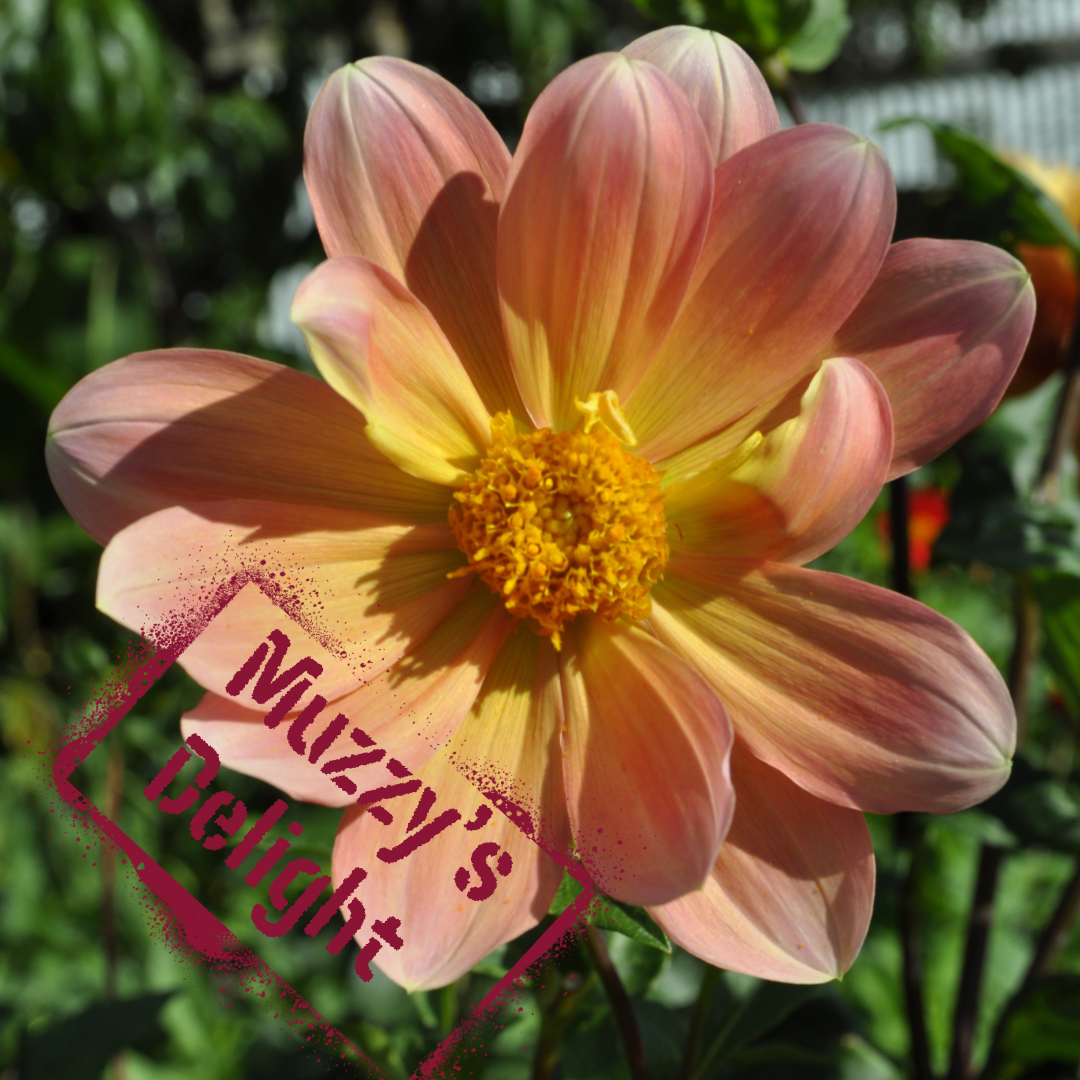 muzzys delight dahlia tuber - the wildstyler nz