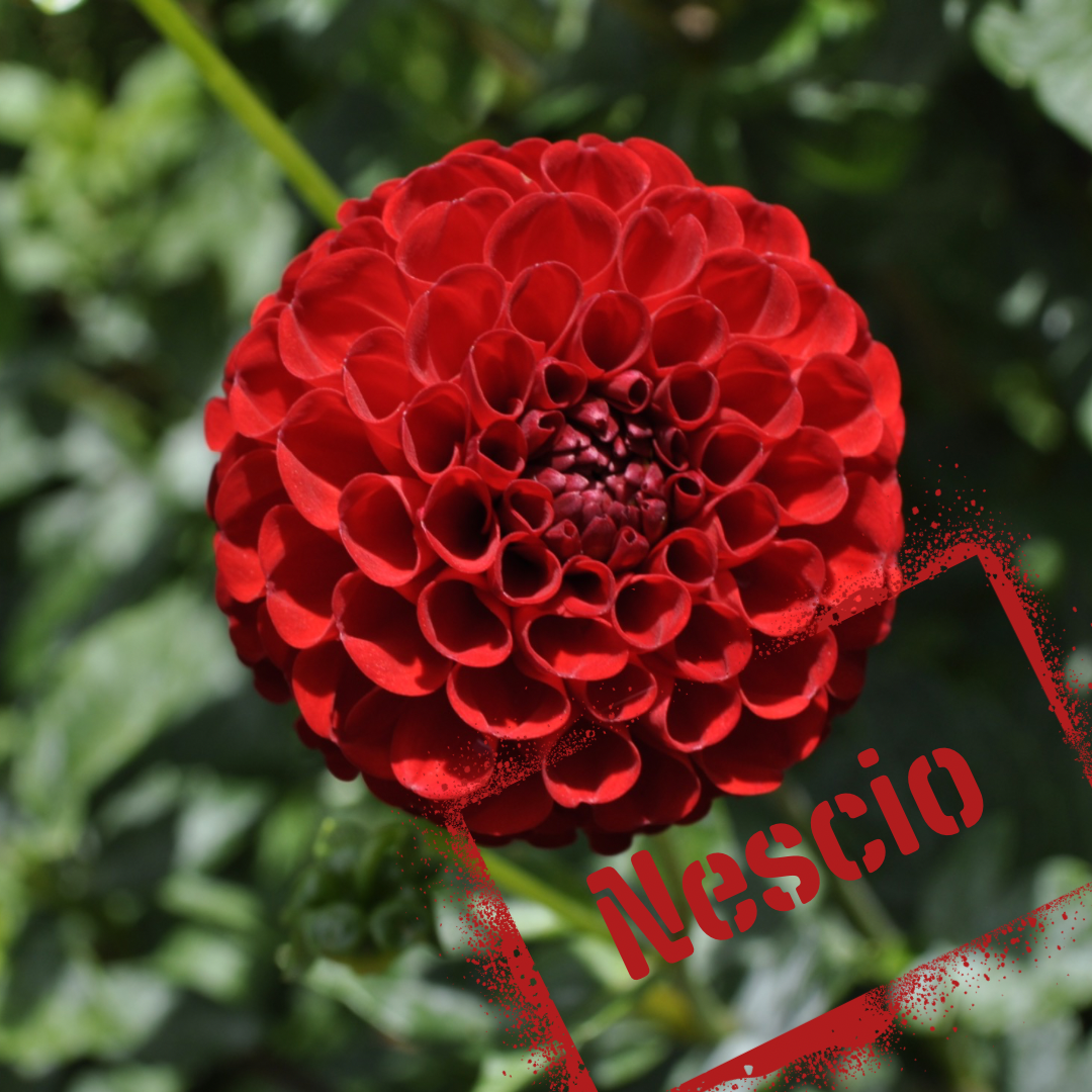 Nescio dahlia tuber - bright red firecracker bloom! Small and tidy. Tubers on sale soon.