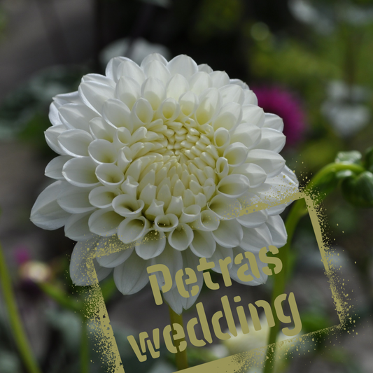 Petras Wedding dahlia tuber - the wildstyler. NZ-grown tubers for sale