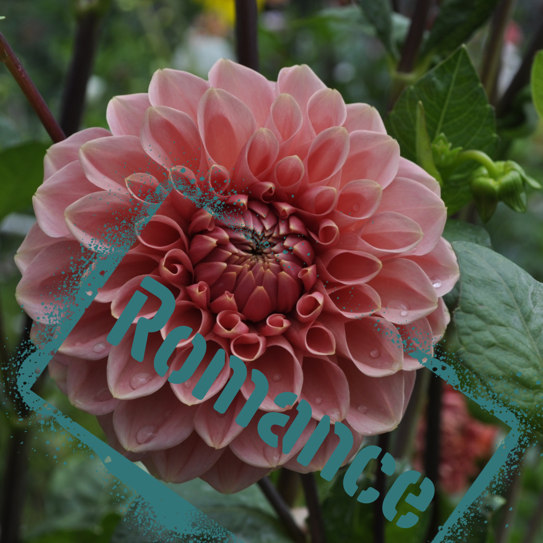 Beautiful salmon-peach dahlia bloom. rare beauty. Tubers for sale in Spring