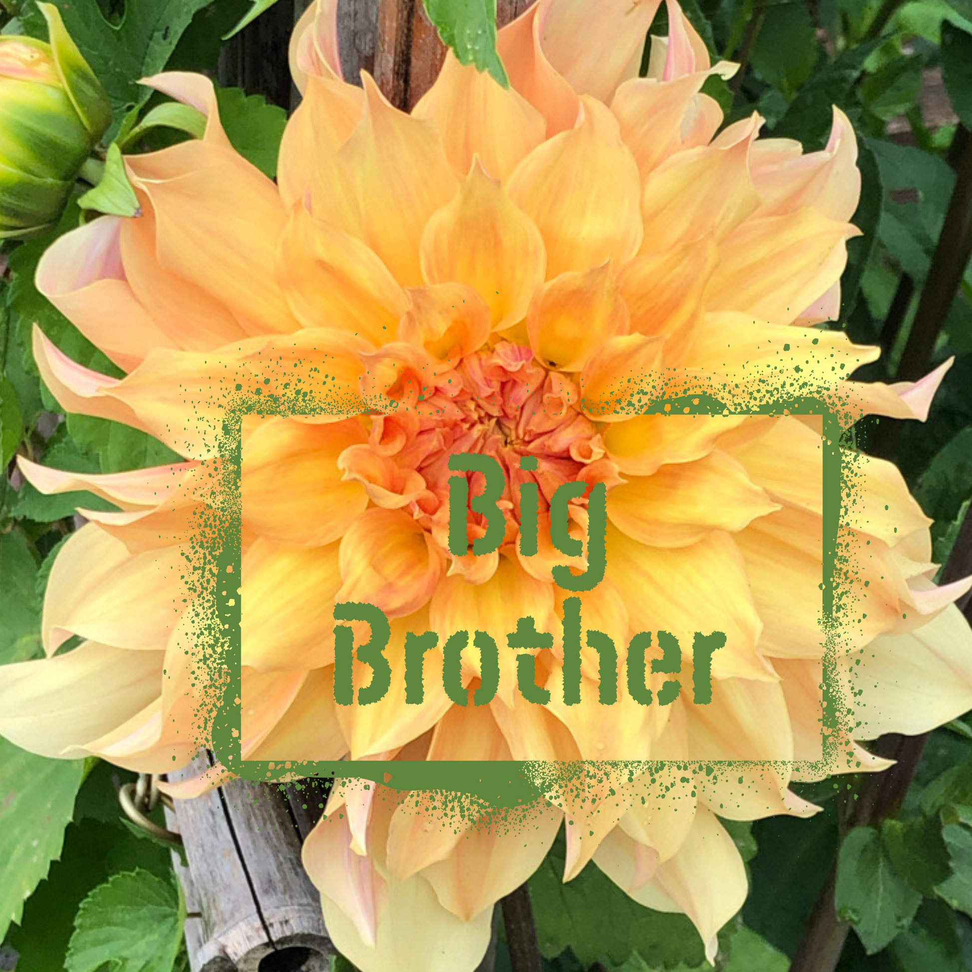 The Wildstyler NZ Big Brother Dahlia Tuber