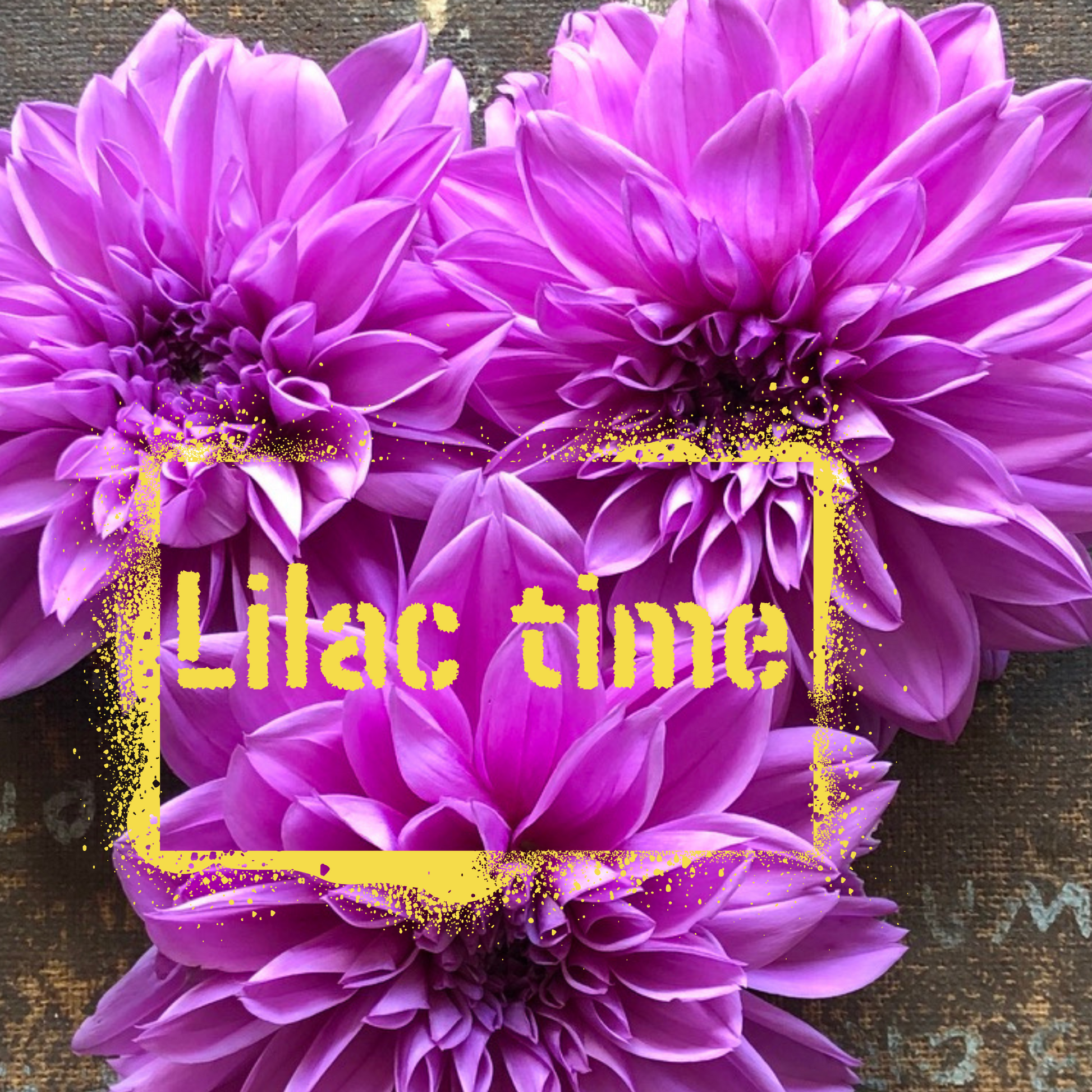 The Wildstyler Dahlia Lilac Time