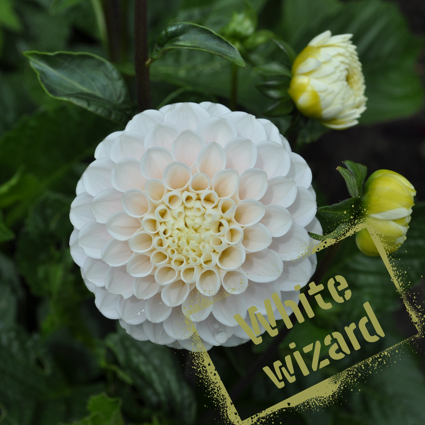 White Wizard Dahlia Tuber NZ - The Wildstyler