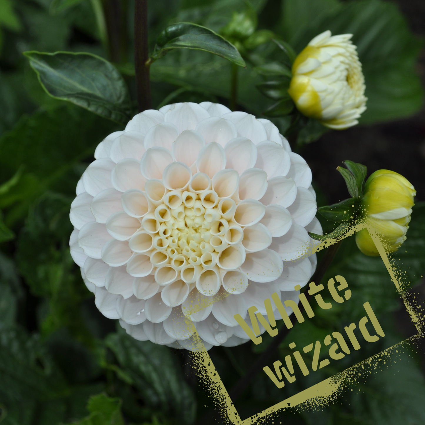 White Wizard Dahlia Tuber NZ - The Wildstyler. NZ-grown and available for purchase.