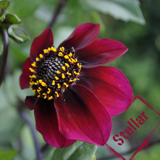 stellar dahlia tuber - the wildstyler nz. NZ-grown and available for purchase.