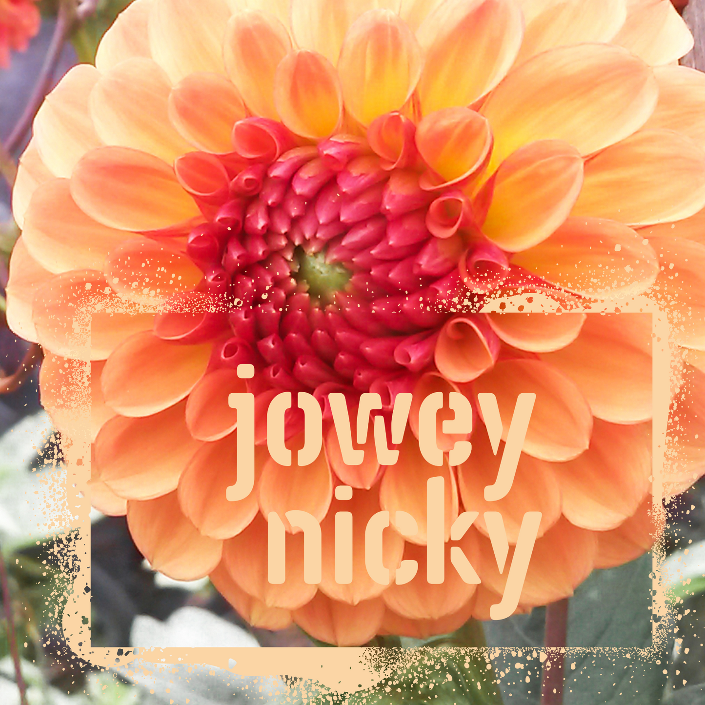 dahlia-tuber-jowey-nicky-the-wildstyler-nz