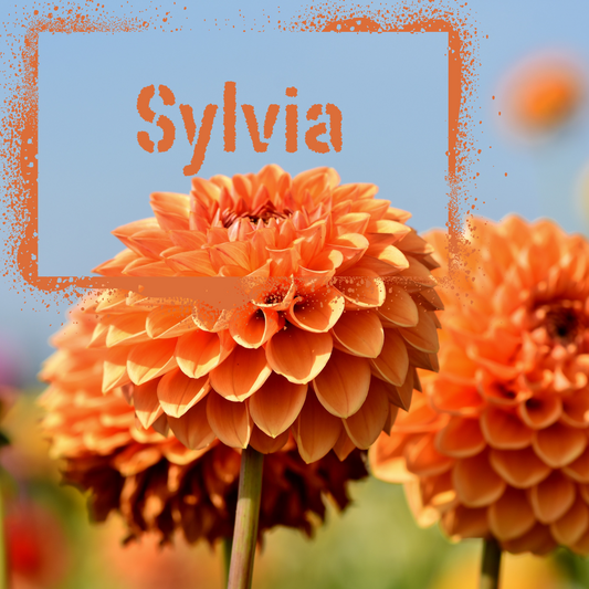 dahlia-tuber-sylvia-the-wildstyler-nz