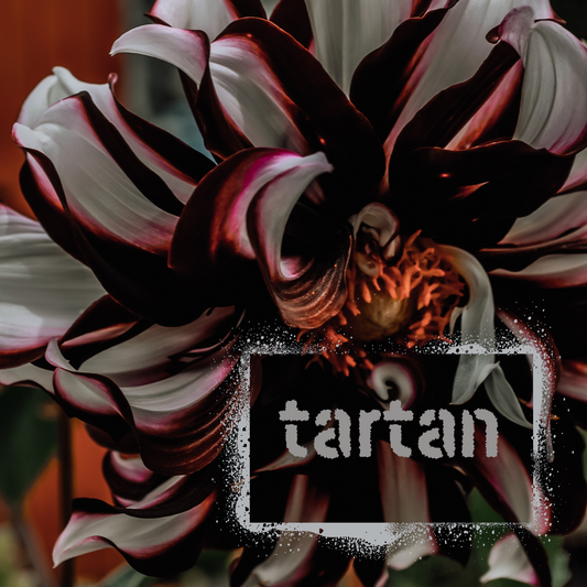 Tartan Dahlia Tuber NZ - The Wildstyler