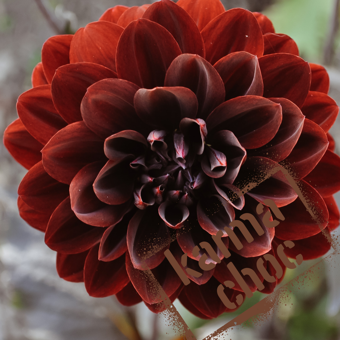 Karma Chocolate Dahlia Tuber NZ - The Wildstyler