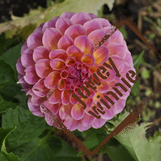 Jowey Winnie Dahlia Tuber
