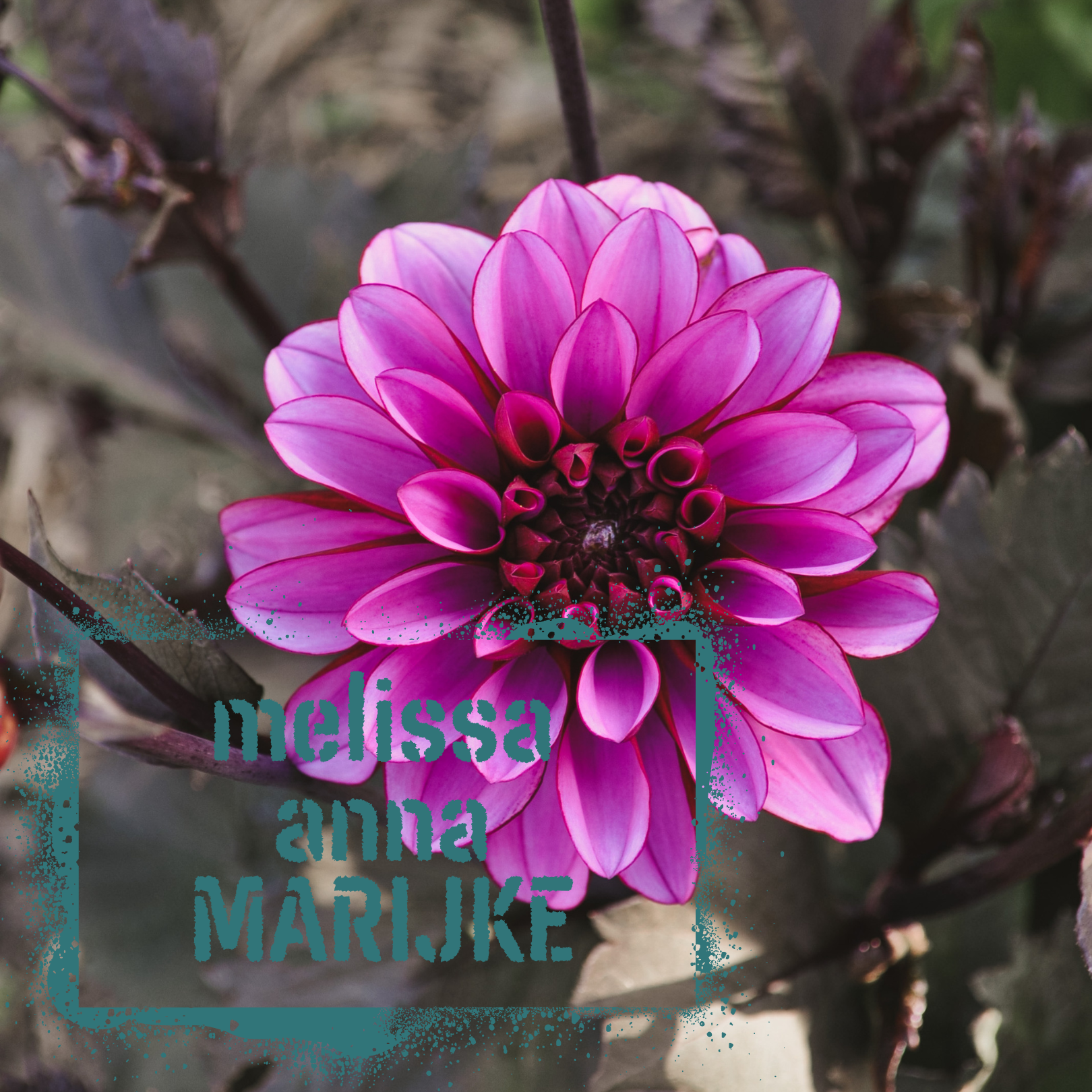 Melissa Anna Marijke Dahlia Tuber NZ - The Wildstyler