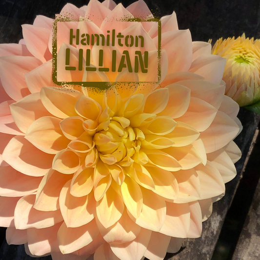 Hamilton Lillian Dahlia - The Wildstyler. Levin, NZ