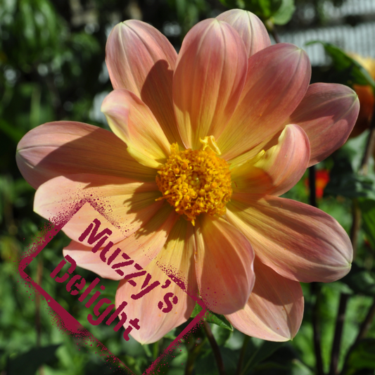 muzzys delight dahlia tuber - tsoft peach and yellow bloom The wildstyler nz. Tubers on sale in NZ soon