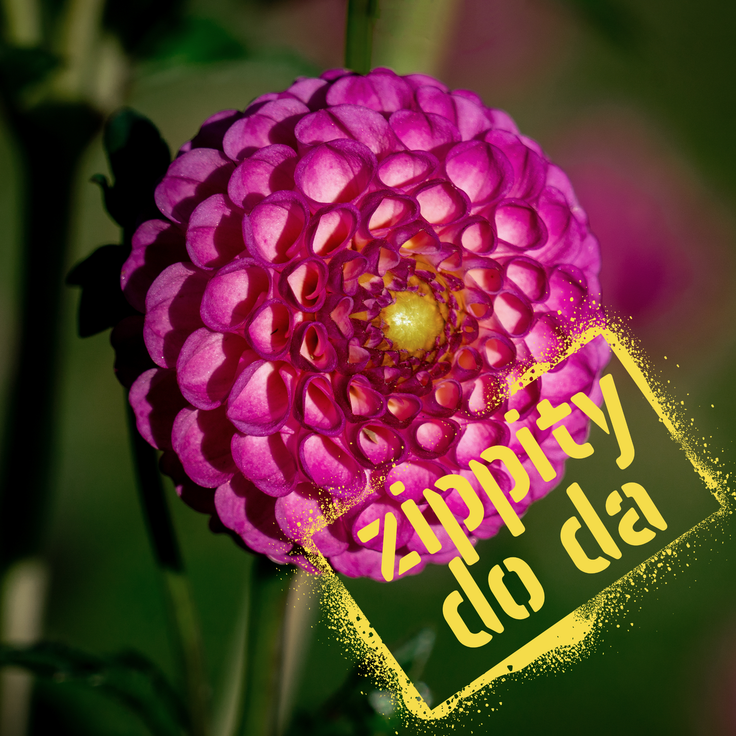 The Wildstyler NZ Dahlia Tuber - Zippity do da